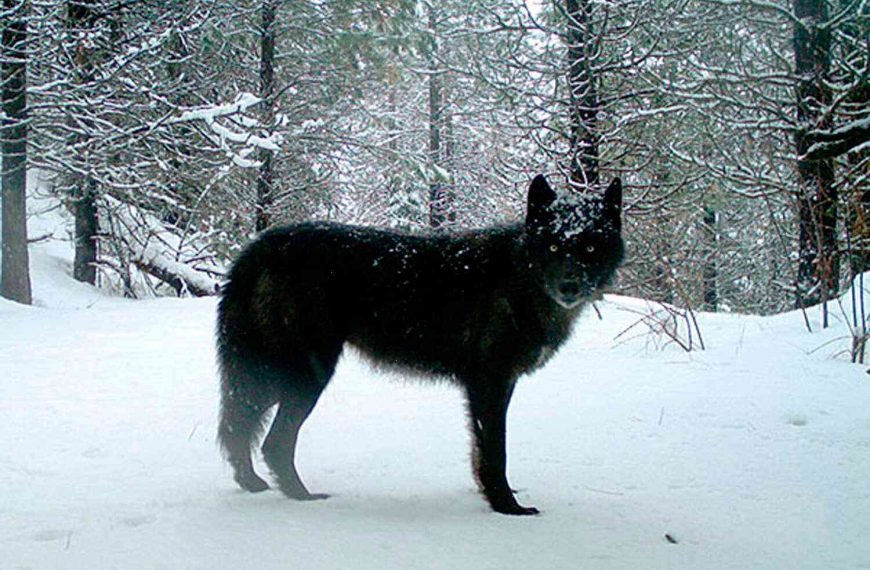 Pack of wolves shot with arrows and poisoned in Oregon – live updates